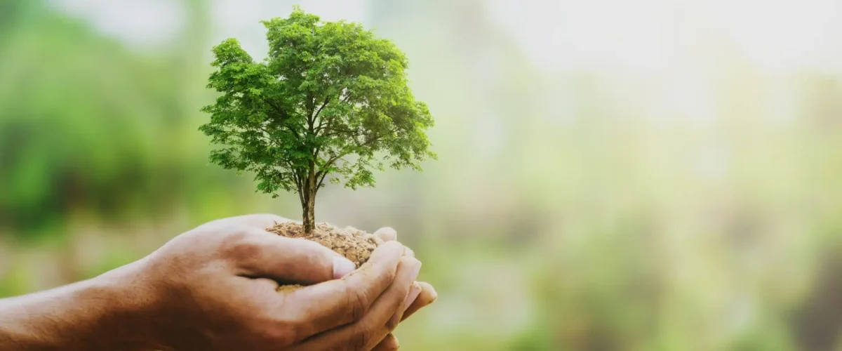 hand holdig big tree growing on green background with sunshine